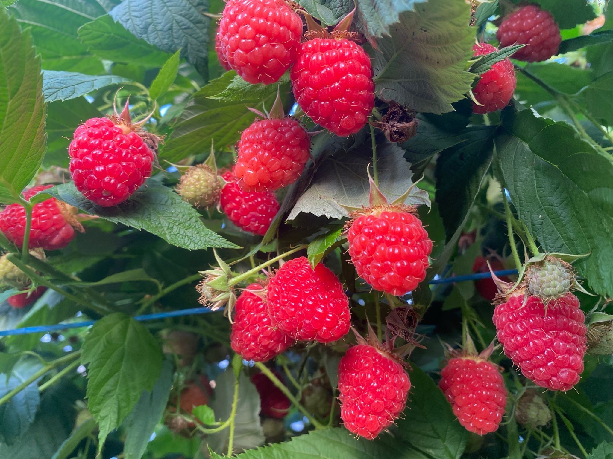 Lidl România a achiziționat în acest sezon cu 39% mai multă zmeură din România față de anul precedent. De câteva luni, zmeura din toate magazinele Lidl este 100% din România